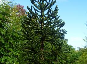 Blahočet chilský - Araucaria araucana