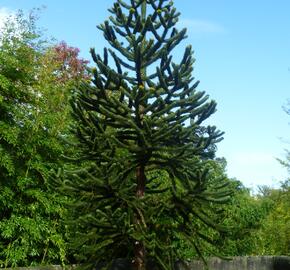 Blahočet chilský - Araucaria araucana