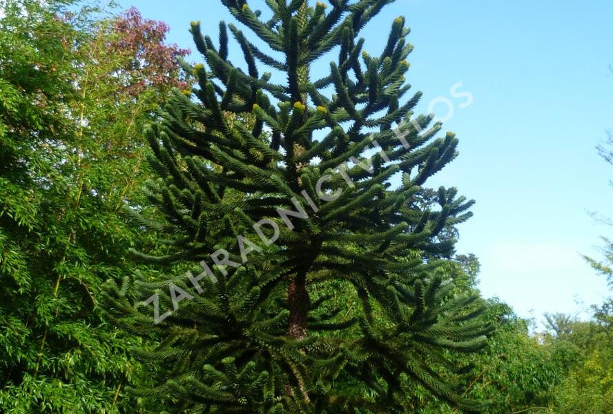 Blahočet chilský - Araucaria araucana