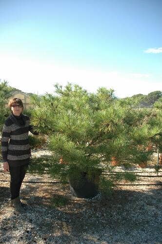 Borovice hustokvětá 'Umbraculifera' - Pinus densiflora 'Umbraculifera'