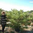 Borovice hustokvětá 'Umbraculifera' - Pinus densiflora 'Umbraculifera'