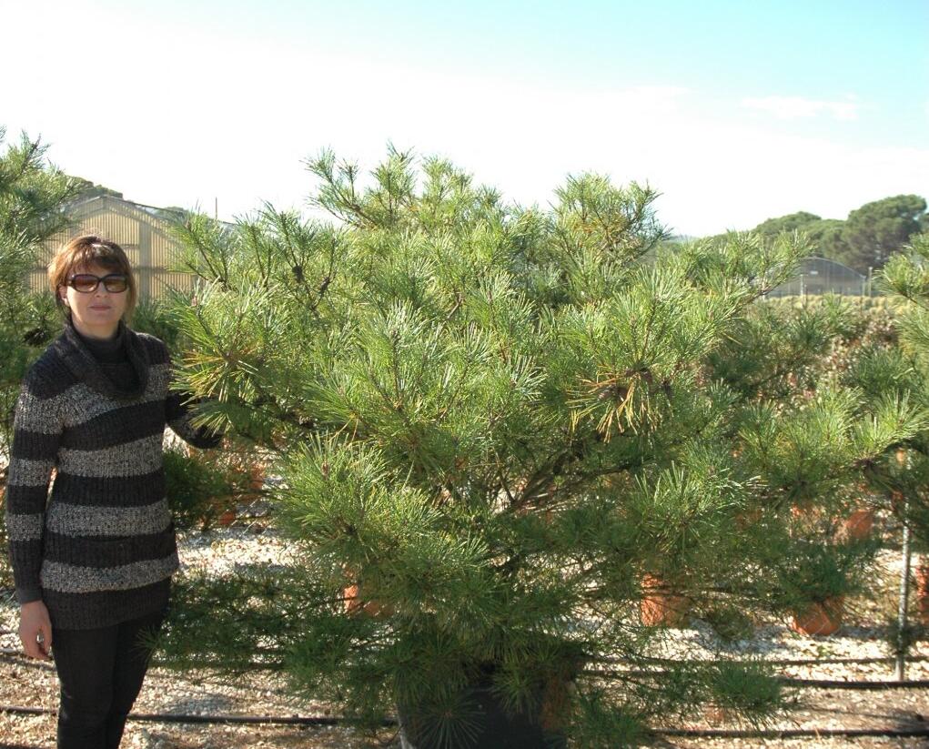 Borovice hustokvětá 'Umbraculifera' - Pinus densiflora 'Umbraculifera'