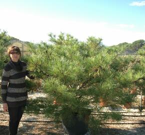 Borovice hustokvětá 'Umbraculifera' - Pinus densiflora 'Umbraculifera'