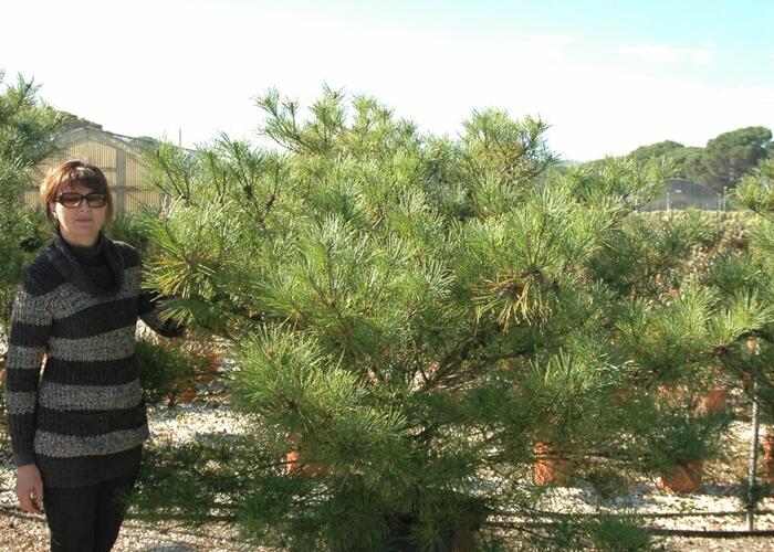 Borovice hustokvětá 'Umbraculifera' - Pinus densiflora 'Umbraculifera'