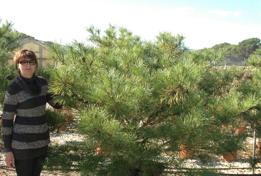 Borovice hustokvětá 'Umbraculifera' - Pinus densiflora 'Umbraculifera'