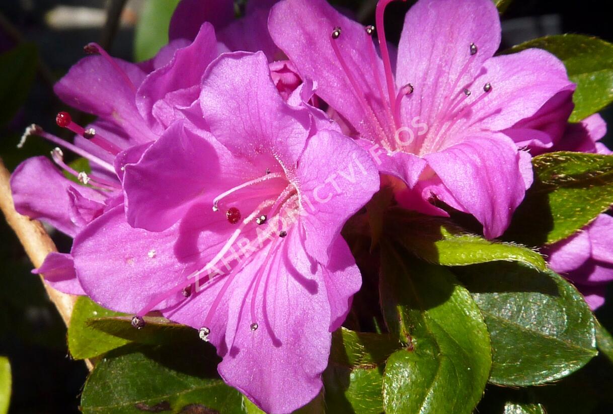 Azalka japonská 'Geisha Purple' - Azalea japonica 'Geisha Purple'