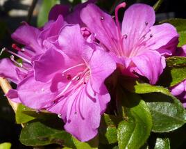Azalka japonská 'Geisha Purple'