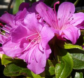 Azalka japonská 'Geisha Purple' - Azalea japonica 'Geisha Purple'