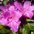 azalka-japonska-geisha-purple.jpg