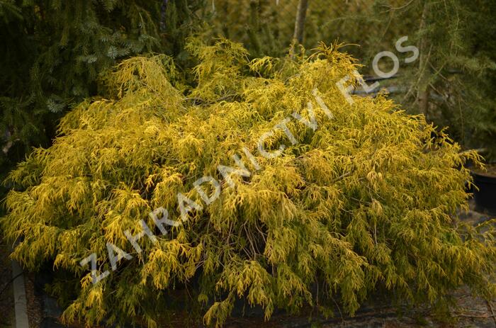 Cypřišek hrachonosný 'Filifera Aurea' - Chamaecyparis pisifera 'Filifera Aurea'