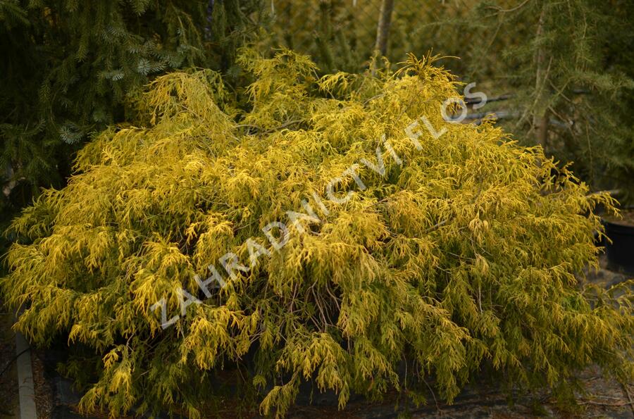 Cypřišek hrachonosný 'Filifera Aurea' - Chamaecyparis pisifera 'Filifera Aurea'