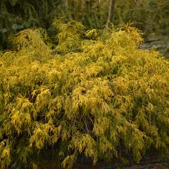Cypřišek hrachonosný 'Filifera Aurea' - Chamaecyparis pisifera 'Filifera Aurea'