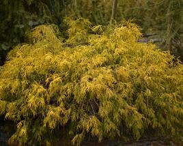Cypřišek hrachonosný 'Filifera Aurea'