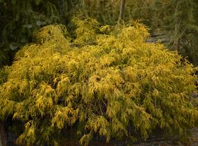 Cypřišek hrachonosný 'Filifera Aurea' - Chamaecyparis pisifera 'Filifera Aurea'