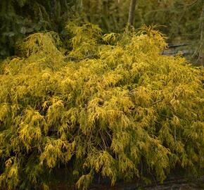 Cypřišek hrachonosný 'Filifera Aurea' - Chamaecyparis pisifera 'Filifera Aurea'