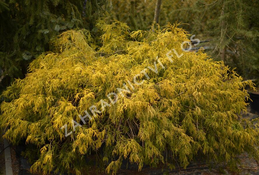 Cypřišek hrachonosný 'Filifera Aurea' - Chamaecyparis pisifera 'Filifera Aurea'