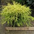 Cypřišek hrachonosný 'Filifera Aurea' - Chamaecyparis pisifera 'Filifera Aurea'