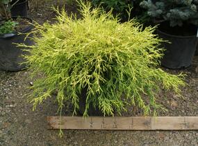 Cypřišek hrachonosný 'Filifera Aurea' - Chamaecyparis pisifera 'Filifera Aurea'
