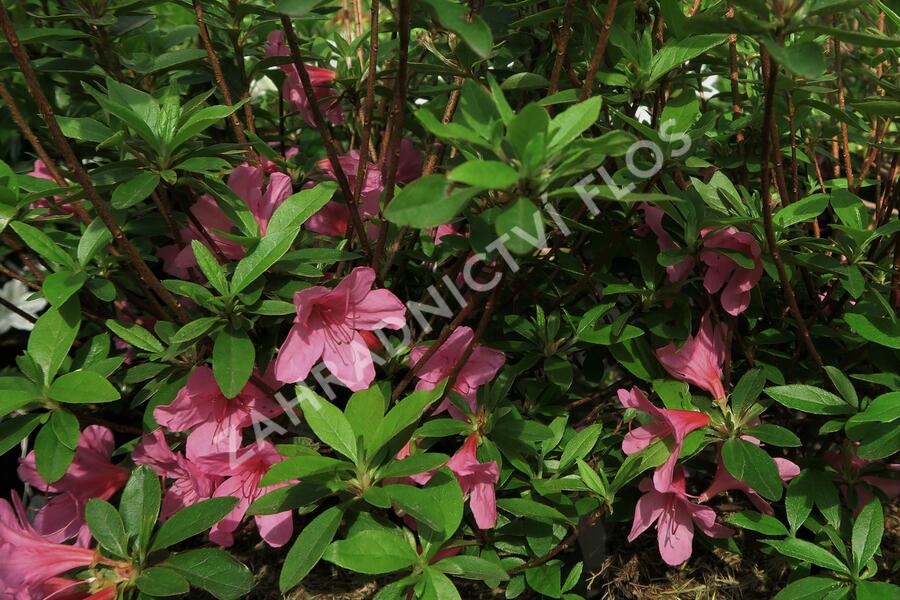 Azalka japonská 'Madame Albert van Hecke' - Azalea japonica 'Madame Albert van Hecke'