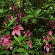 Azalka japonská 'Madame Albert van Hecke' - Azalea japonica 'Madame Albert van Hecke'