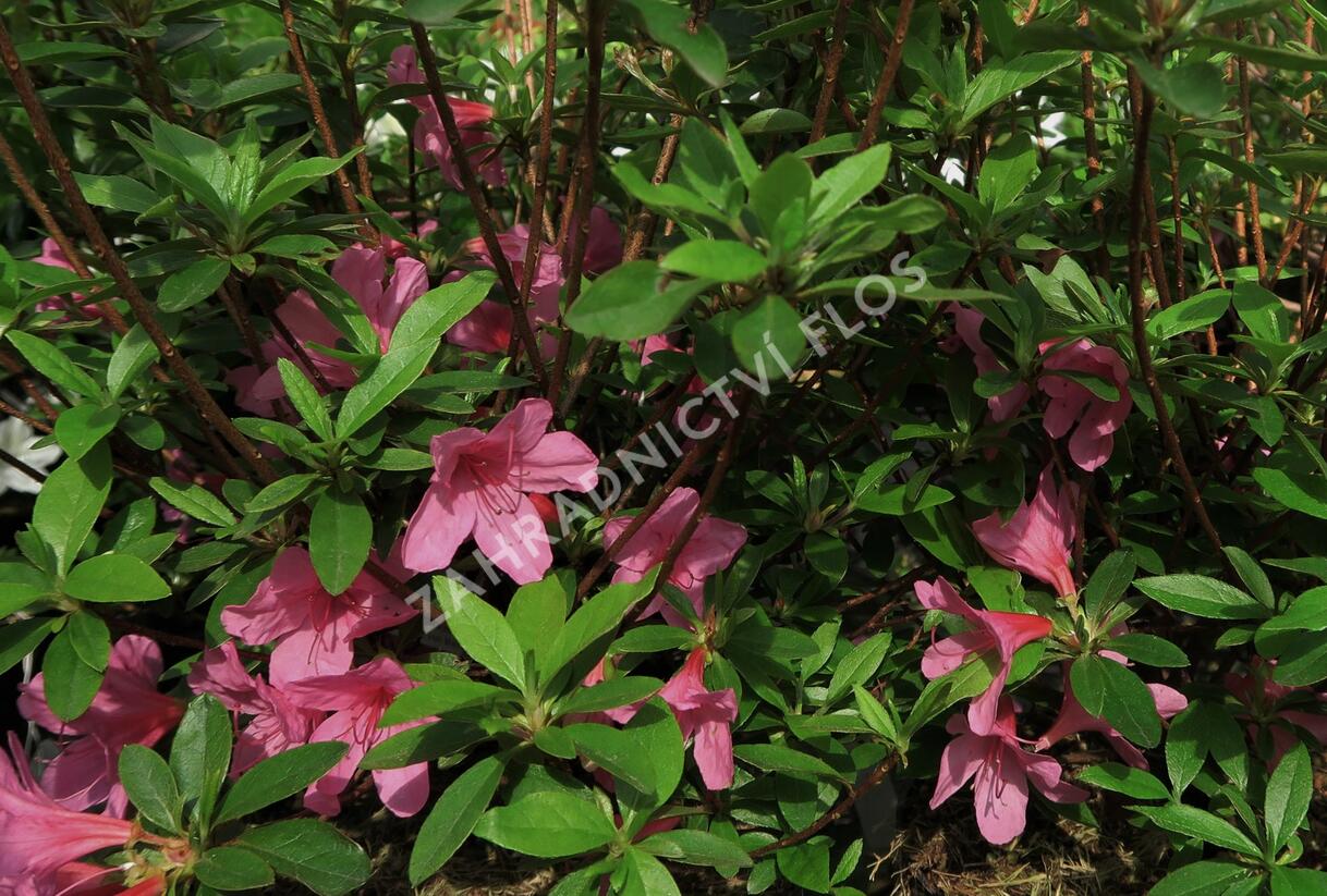 Azalka japonská 'Madame Albert van Hecke' - Azalea japonica 'Madame Albert van Hecke'
