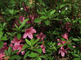 Azalka japonská 'Madame Albert van Hecke' - Azalea japonica 'Madame Albert van Hecke'