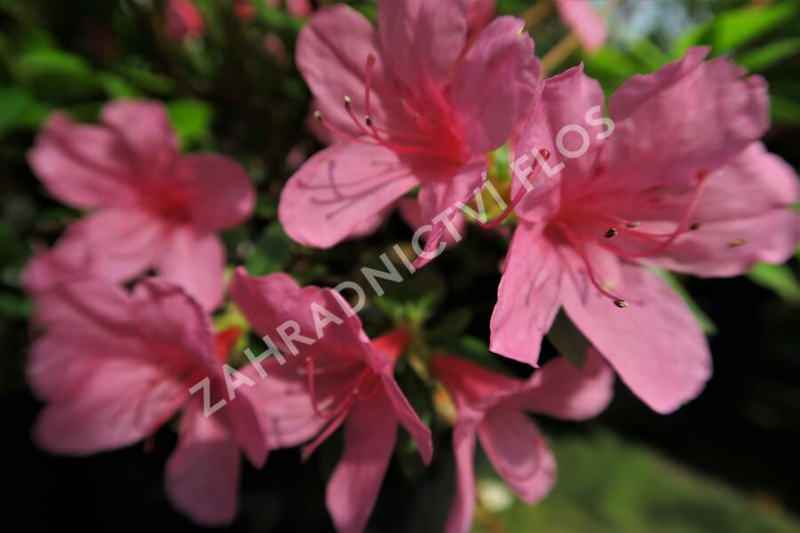 Azalka japonská 'Madame Albert van Hecke' - Azalea japonica 'Madame Albert van Hecke'