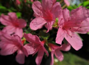 Azalka japonská 'Madame Albert van Hecke' - Azalea japonica 'Madame Albert van Hecke'