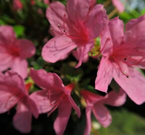 Azalka japonská 'Madame Albert van Hecke' - Azalea japonica 'Madame Albert van Hecke'