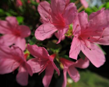 Azalka japonská 'Madame Albert van Hecke'