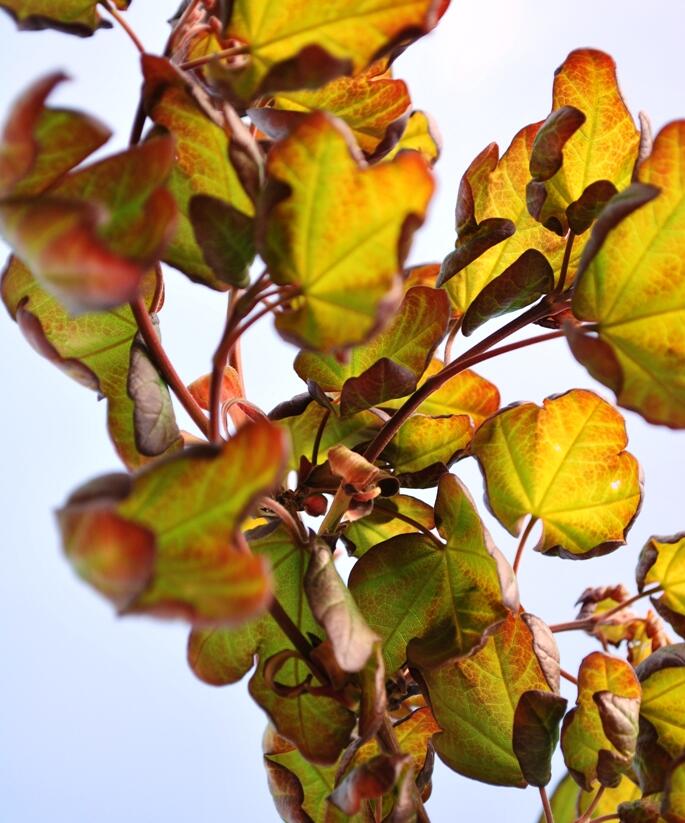 Javor babyka 'Red Shine' - Acer campestre 'Red Shine'
