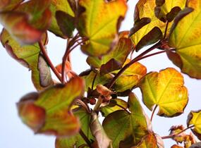 Javor babyka 'Red Shine' - Acer campestre 'Red Shine'