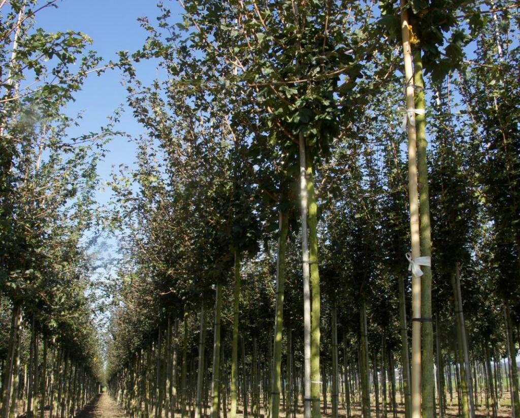 Javor babyka 'Red Shine' - Acer campestre 'Red Shine'