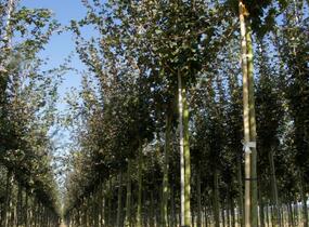 Javor babyka 'Red Shine' - Acer campestre 'Red Shine'
