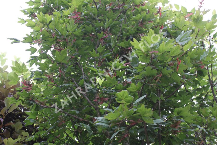 Javor babyka 'Red Shine' - Acer campestre 'Red Shine'
