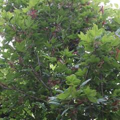 Javor babyka 'Red Shine' - Acer campestre 'Red Shine'