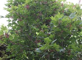 Javor babyka 'Red Shine' - Acer campestre 'Red Shine'
