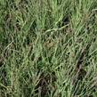Bezkolenec modrý 'Moorhexe' - Molinia caerulea 'Moorhexe'