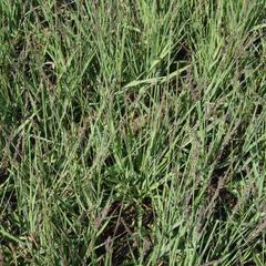 Bezkolenec modrý 'Moorhexe' - Molinia caerulea 'Moorhexe'