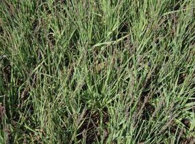 Bezkolenec modrý 'Moorhexe' - Molinia caerulea 'Moorhexe'