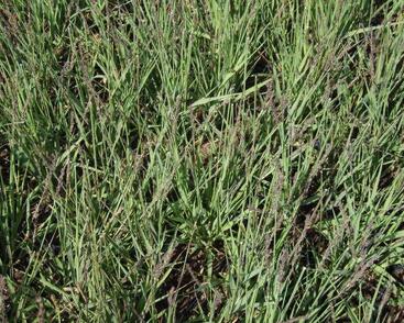 Bezkolenec modrý 'Moorhexe'