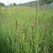 Bezkolenec modrý 'Moorhexe' - Molinia caerulea 'Moorhexe'