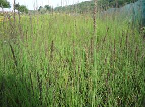 Bezkolenec modrý 'Moorhexe' - Molinia caerulea 'Moorhexe'