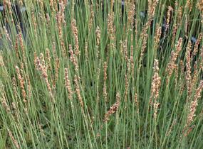 Bezkolenec modrý 'Moorhexe' - Molinia caerulea 'Moorhexe'