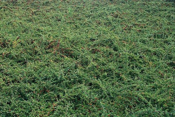 Skalník vrbolistý 'Gnom' - Cotoneaster salicifolius 'Gnom'
