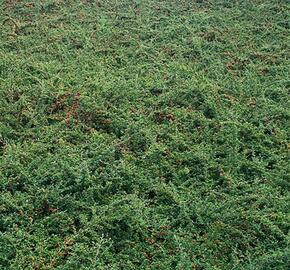 Skalník vrbolistý 'Gnom' - Cotoneaster salicifolius 'Gnom'