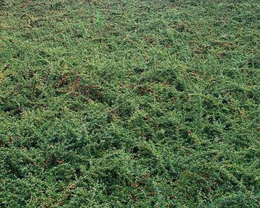 Skalník vrbolistý 'Gnom'