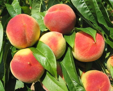 Broskvoň středně raná 'Krasava'