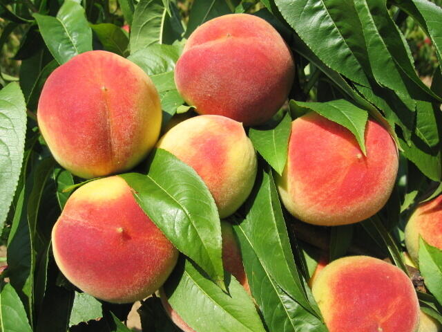 Broskvoň středně raná 'Krasava' - Prunus persica 'Krasava'