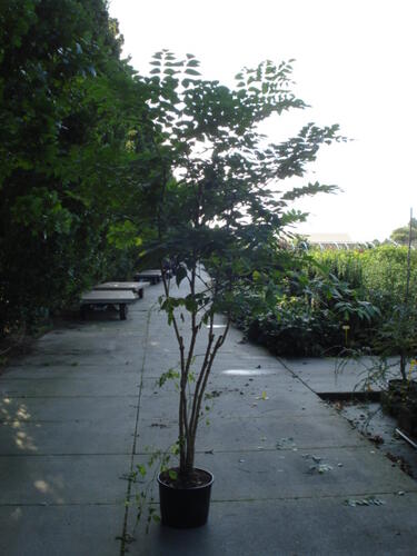 Arálie vysoká - Aralia elata